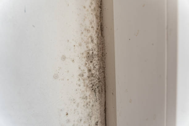 Best Mold Remediation for Rental Properties  in Brisbane, CA